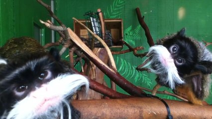 Crazy Tamarins