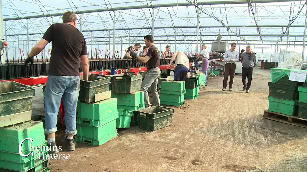 Chemins de traverse : Pépinière viticole