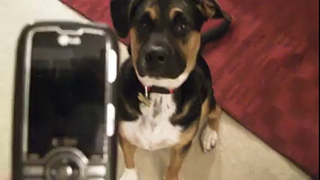 Ce chien adore la sonnerie de téléphone de son maitre et se met à danser