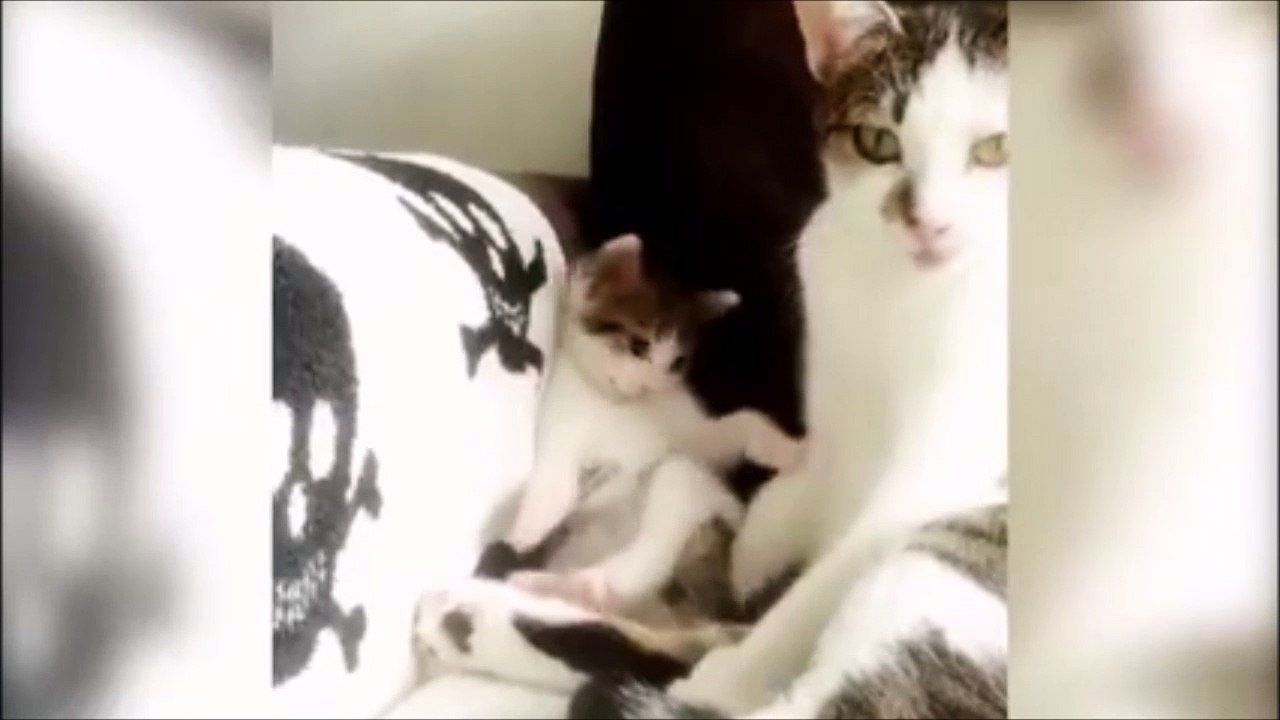Un chaton copie sa maman au moment de la toilette