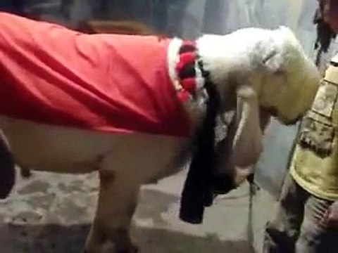 Bakra Qurbani 2016 Bakra Mandi - Eid ul adha - Pakistan