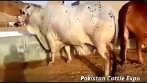 Beautiful Heaviest Qurbani Bull - Karachi cow mandi