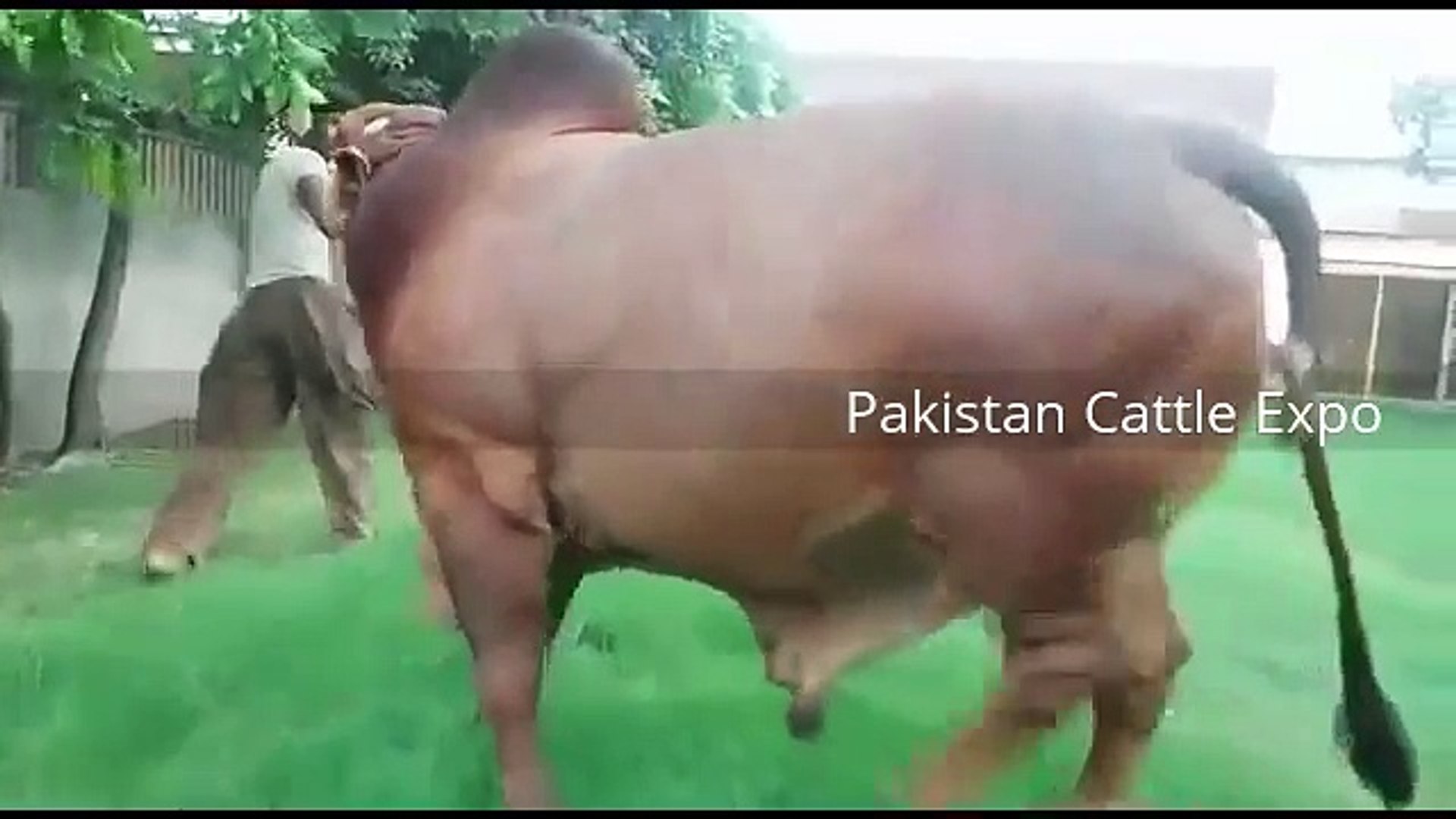 Biggest Bull Qurbani 2016 Lahore - Eid ul adha - Heaviest Bull in the world  - video Dailymotion
