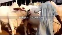 Heaviest Qurbani Bull 2016 Eid ul adha Pakistan