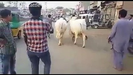 Biggest Qurbani Bull 2016 Heaviest Nukhra Jori - SohraB Goth