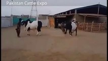 Heaviest Qurbani Bull 2016 For Sale - A.N Ansari Cattle Farm - Karachi Cow Mandi