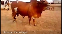 Qurbani Bull 2016 A.N Ansari Cattle Farm - Eid ul Adha - Bakra Mandi