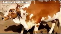 Qurbani Bull 2016 Bakra eid in Pakistan - Karachi Cow Mandi