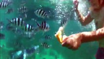 2015-05-29 Koh Tao - snorkeling with Pau (long)