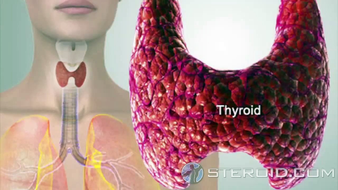 Cytomel (Liothyronine Sodium)