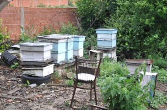 Katil Arılar Yaşlı Adamın Canını Aldı