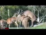 Funny Animals  A Funny Animal Videos Compilation 2016 Funny videos try not to laugh Funny animal
