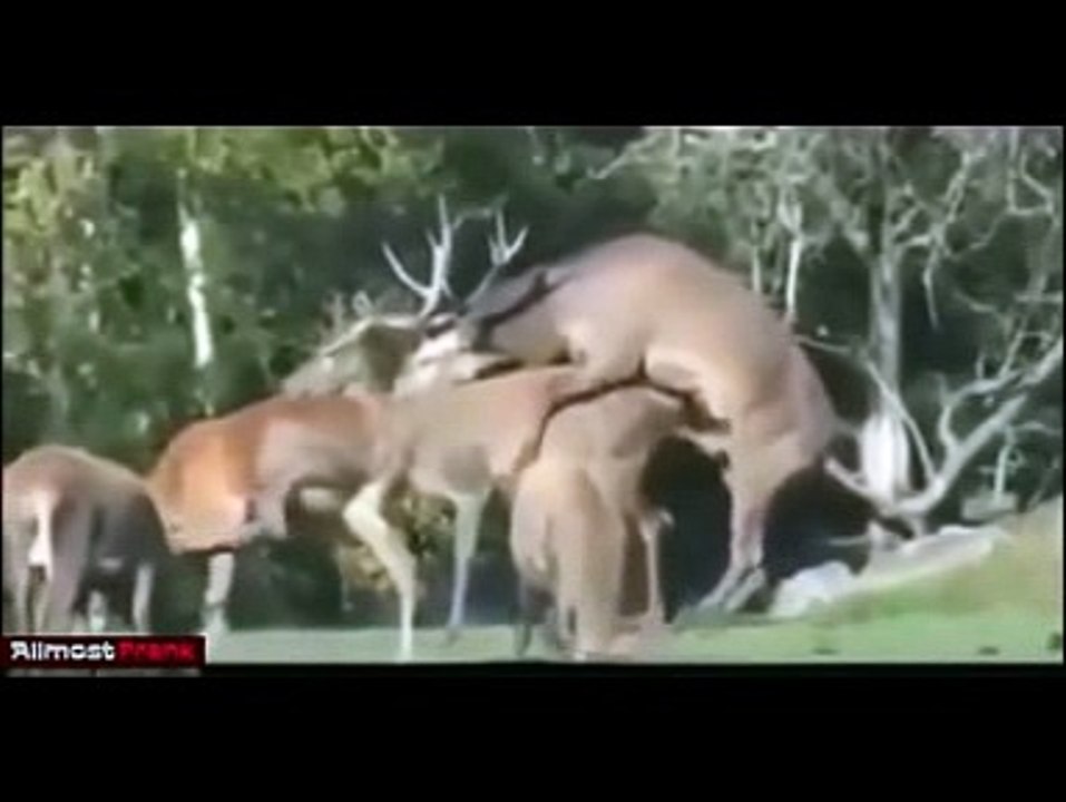 Funny Animals  A Funny Animal Videos Compilation 2016 Funny videos try not to laugh Funny animal