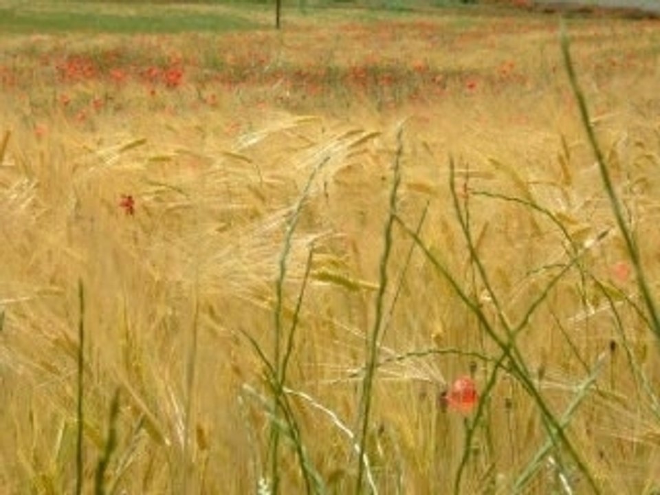 Les coquelicots