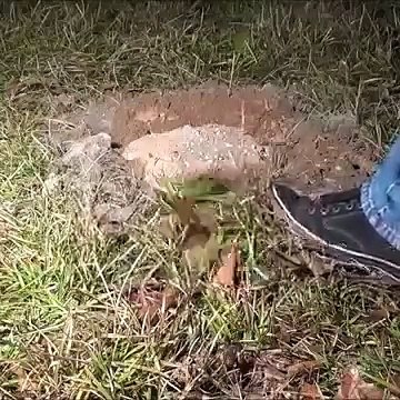 Terkedilmiş Karınca Yuvası Deneyi