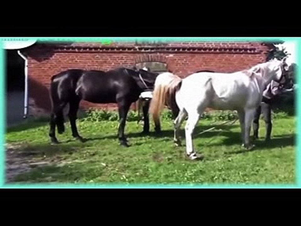 Funny Animals video- Dog health care, funny Dog, Dogs and Human-2016