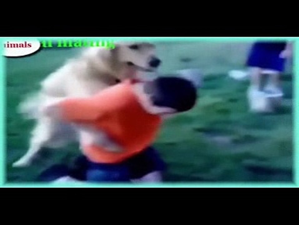 Best funny Dog, Dogs videos and Human-2016