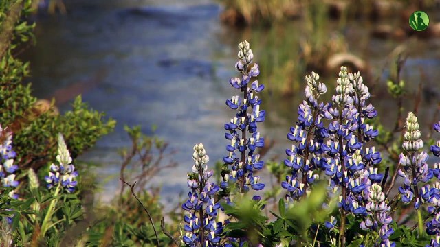 Controle sua Ansiedade em 5 minutos: Música Relaxante, Respiração Profunda e Relaxamento