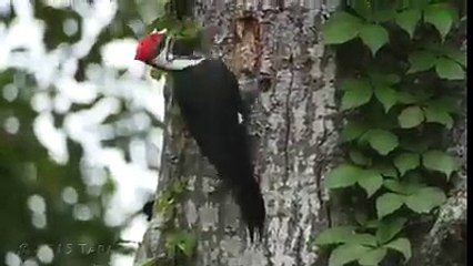 how to make Woody wood packer home