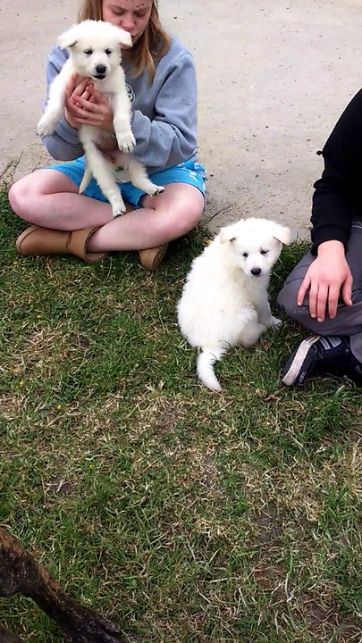 chiots au jardin part1