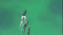 El cazador cazado: orcas negras cazan a un tiburón