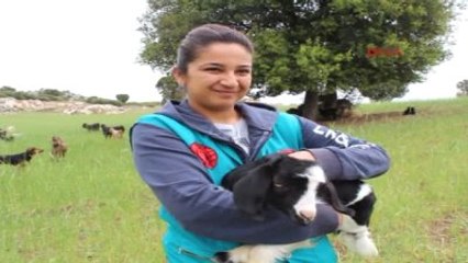 Burdur Lisinia'da Keçi Projesi Başlatıldı