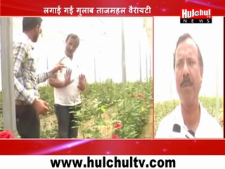 Rose Cultivation Becomes Profitable Farming in India