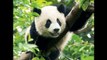 15 curiosidades que desconocias de los osos panda