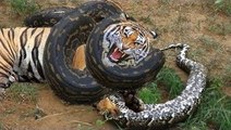 Most Amazing Wild Animals Attacks - Biggest Giant Anaconda attacks - TOp Craziest animal fights