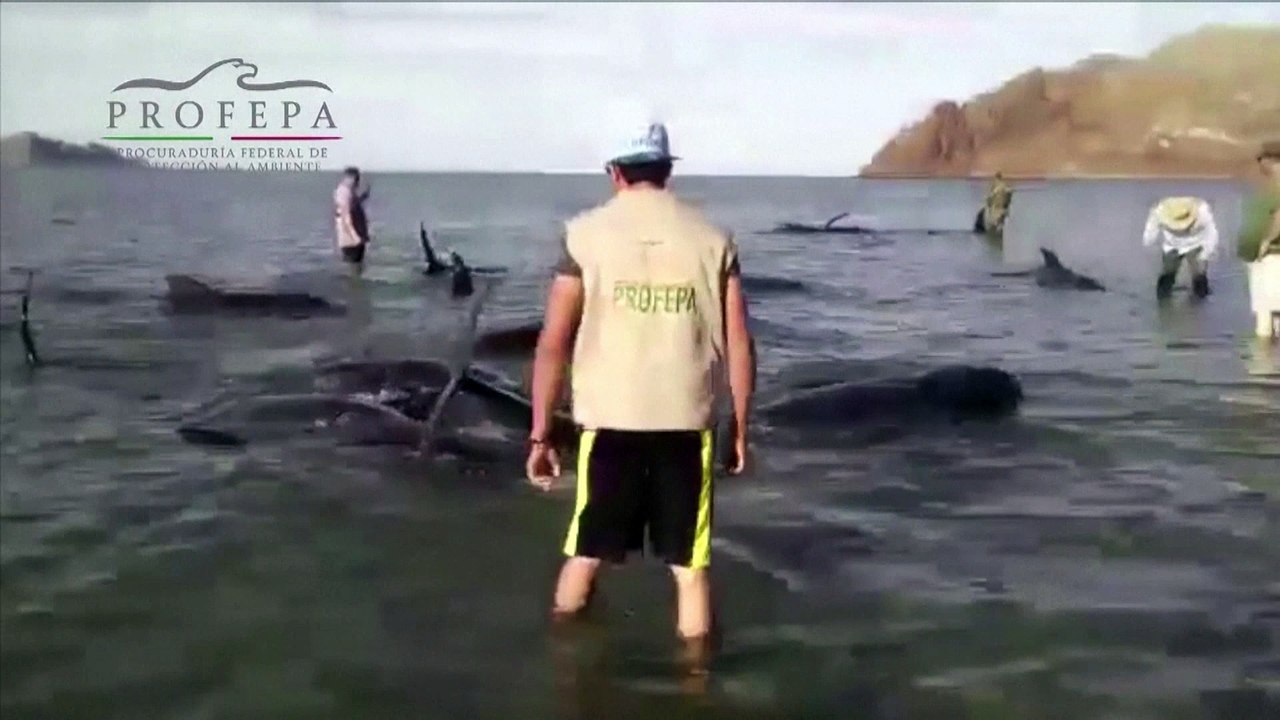 27 baleines s'échouent sur une plage au Mexique