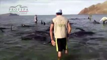 Una veintena de ballenas mueren en playa mexicana