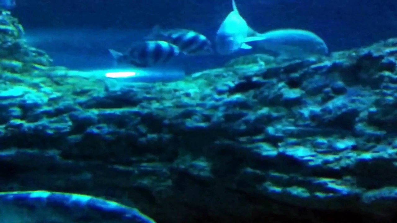 Underwater World Part 5