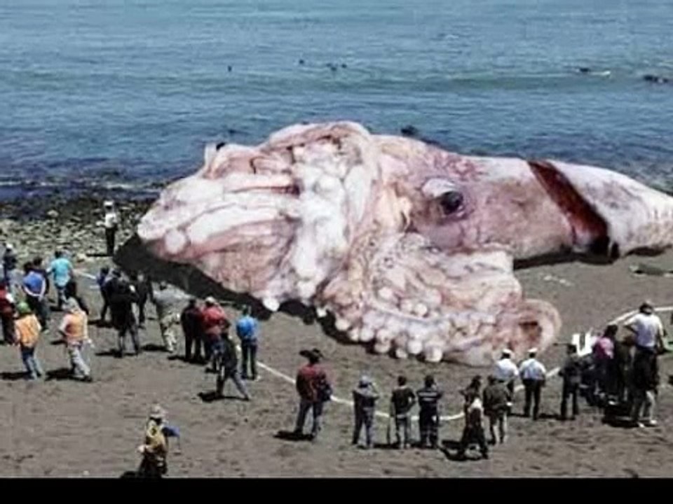 One Of the Biggest Animals In the Ocean