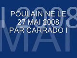 U... Poulain Par CORRADO I né le 27 mai 2008