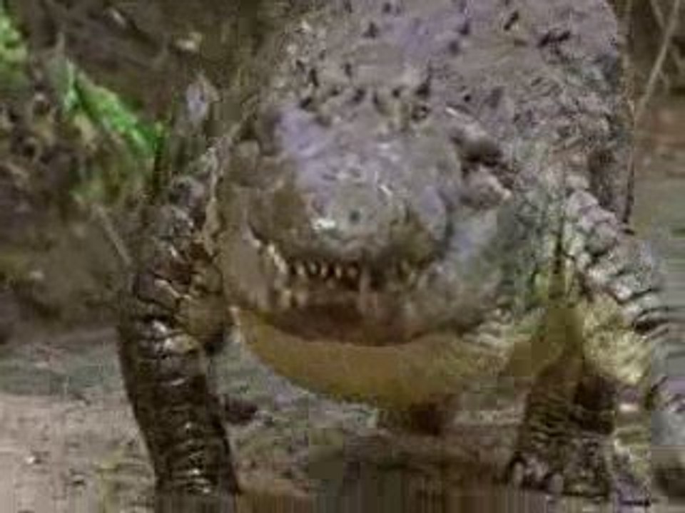 Le crocodile du nil