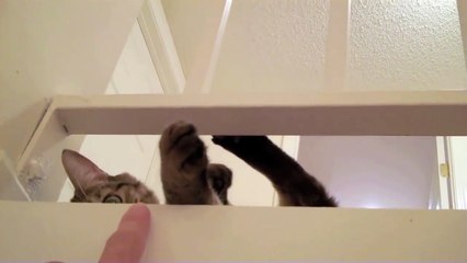 Mean Kitty - Attack! 8.5.09