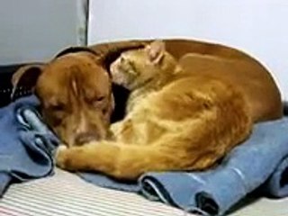 Levi the pitbull and Diesel the kitty cat