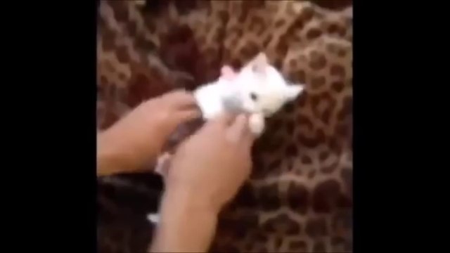 Funny Cats - Funny Kitty Cat Videos Compilation - Cute Kittens Fail Video №20 - Приколы с котами №20