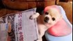 Adorable Cute South Korean Dog Gets Neck Massage