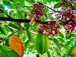 Ta trở về (jimmy nguyen)