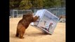 Grizzly VS femme dans un cube de verre - Attraction flippante