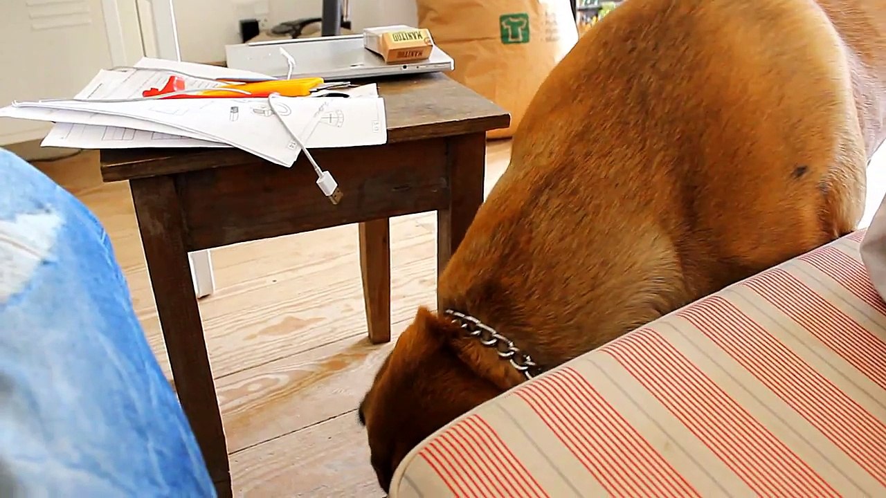 This Dog Eats Stones! Random Funny Dog Video | Obitz