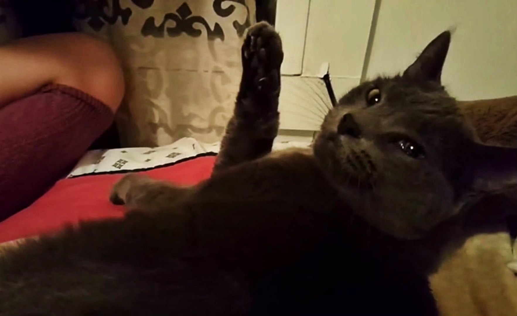 ⁣This Strange Cat Sounds Like A Bird When She Purrs