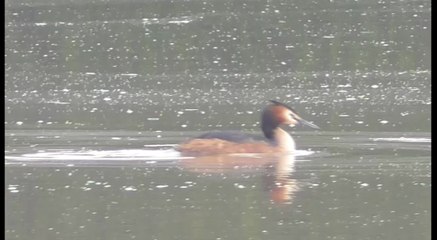 La Ville Gaudu Lamballe 10 mai 2016