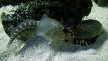 Le cône géographe attaque les poissons quand ils dorment