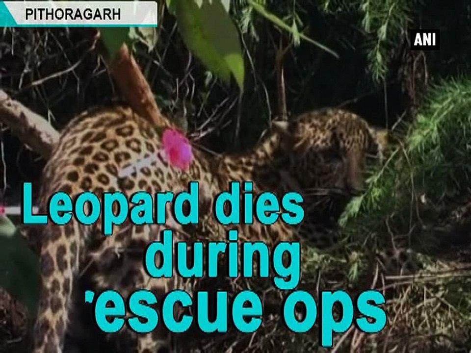 Leopard dies during rescue ops