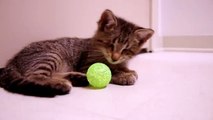 Oskar, il gattino Cieco più famoso del Web e il suo Giochino