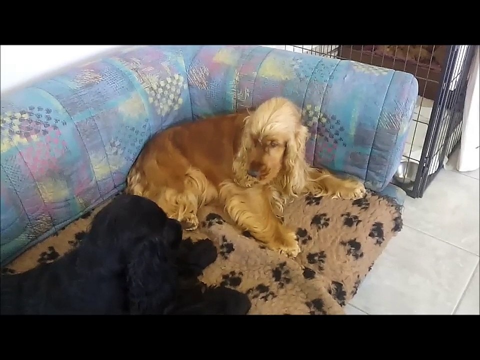 Laurette et Elfie jouent à nouveau