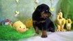 rottweiler pups te koop, geboren 24 december 2011, woefkesranch