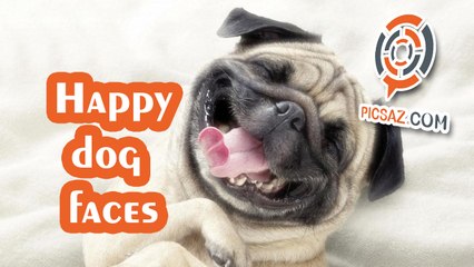 Cool music with happy dog faces